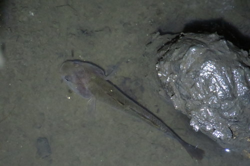 Mugilogobius platystoma
