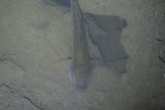 Mugilogobius platystomus