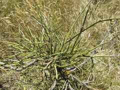 Carmichaelia australis