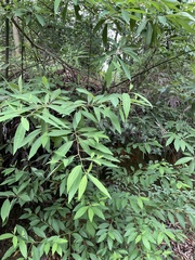 Litsea cubeba