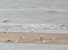 Ichthyaetus ichthyaetus