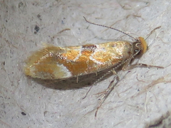 Epicallima formosella