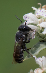Megachile campanulae