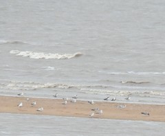 Ichthyaetus ichthyaetus