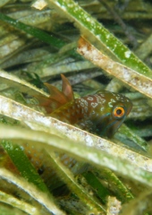 Heteroscarus acroptilus