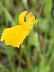 Utricularia cornuta