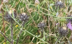 Carlina biebersteinii