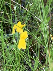 Utricularia cornuta