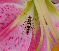 Strangalia luteicornis