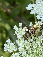 Strangalia luteicornis