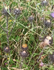 Carlina biebersteinii