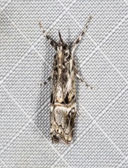 Hednota longipalpella