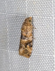 Lobesia physophora