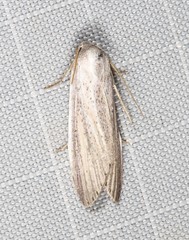 Prionopterina grammatistis