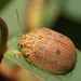 Dotted Paropsine Leaf Beetle - Photo (c) Reiner Richter, some rights reserved (CC BY-NC-SA), uploaded by Reiner Richter
