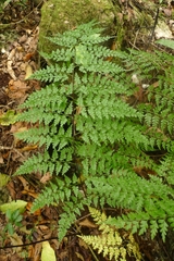 Asplenium laserpitiifolium