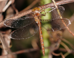 Neurocordulia molesta