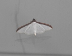 Cydalima laticostalis