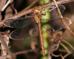 Neurocordulia molesta