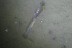 Mugilogobius platystomus