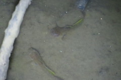 Mugilogobius platystomus