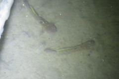 Mugilogobius platystomus
