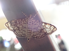Haritalodes derogata