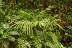 Microsorum membranifolium