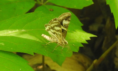 Drasteria grandirena