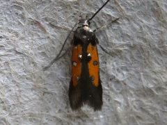 Chrysoclista linneella