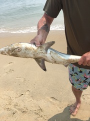 Carcharhinus limbatus