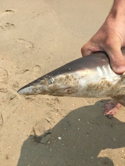 Carcharhinus limbatus