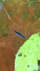 Gerris lacustris