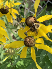 Bombus griseocollis