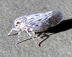 Cedusa maculata