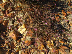Muraltia dispersa