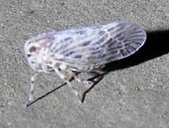 Cedusa maculata
