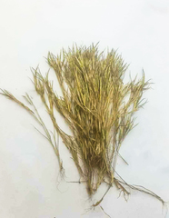 Oropetium villosulum