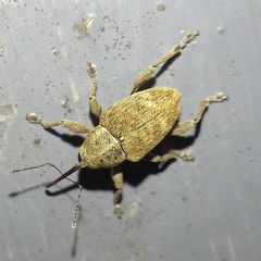 Curculio