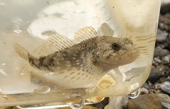 Cottus poecilopus