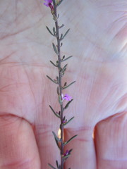 Muraltia dispersa