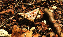 Drasteria grandirena