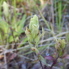 Castilleja pallida caudata