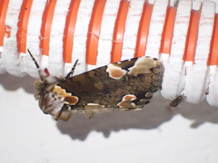 Horithyatira