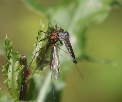 Neoitamus socius