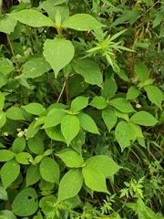 Achyranthes bidentata