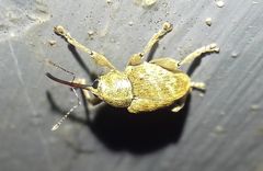 Curculio
