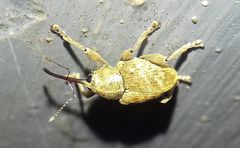 Curculio