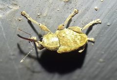 Curculio