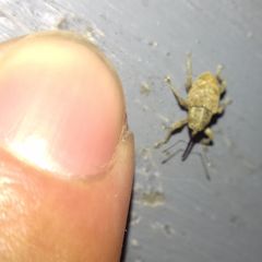 Curculio